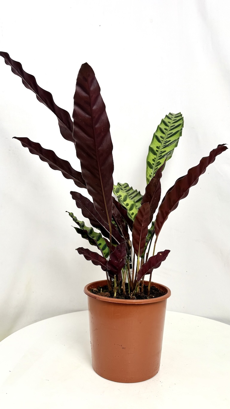 Calathea lancifolia