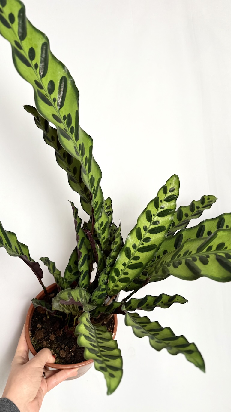 Calathea lancifolia