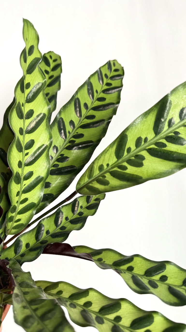 Calathea lancifolia