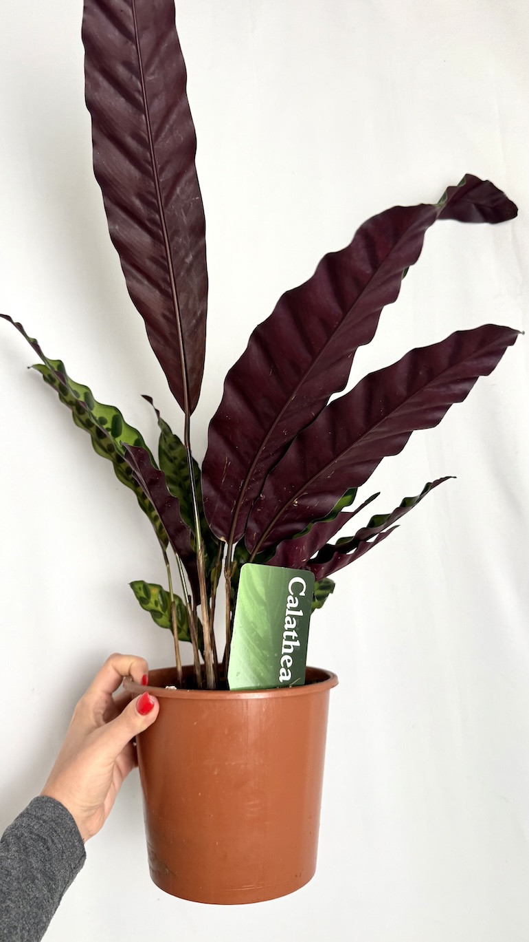 Calathea lancifolia