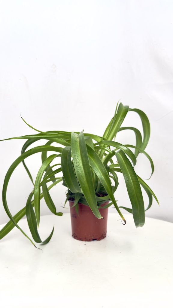 Chlorophytum comosum Hawaiian Skovbrynet