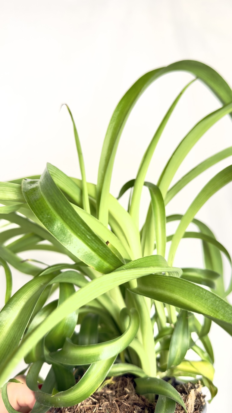 Chlorophytum comosum Hawaiian Skovbrynet