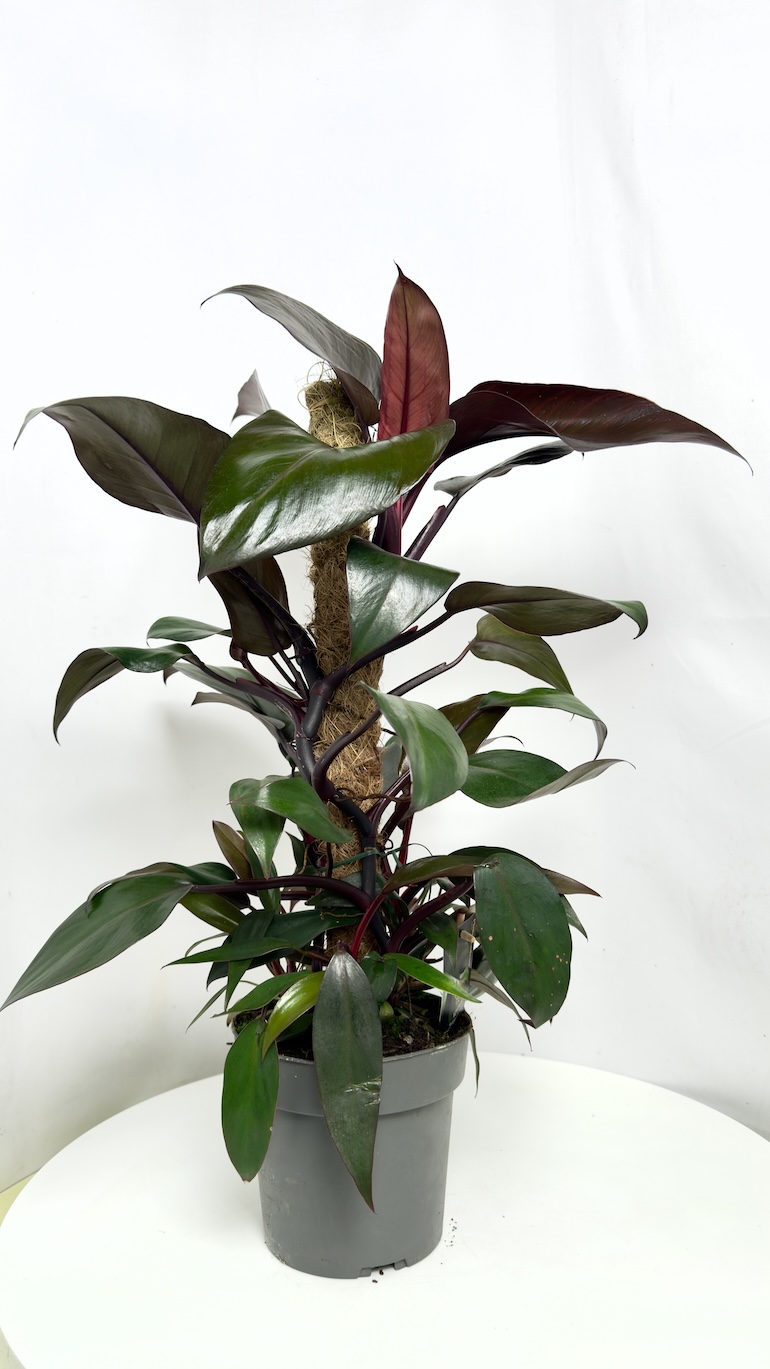 Philodendron New Red
