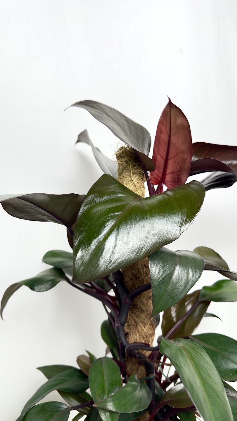 Philodendron New Red