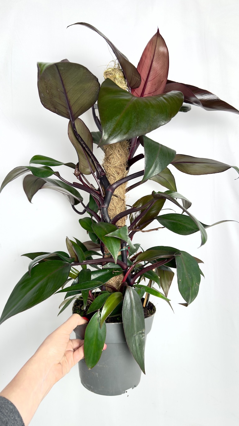 Philodendron New Red