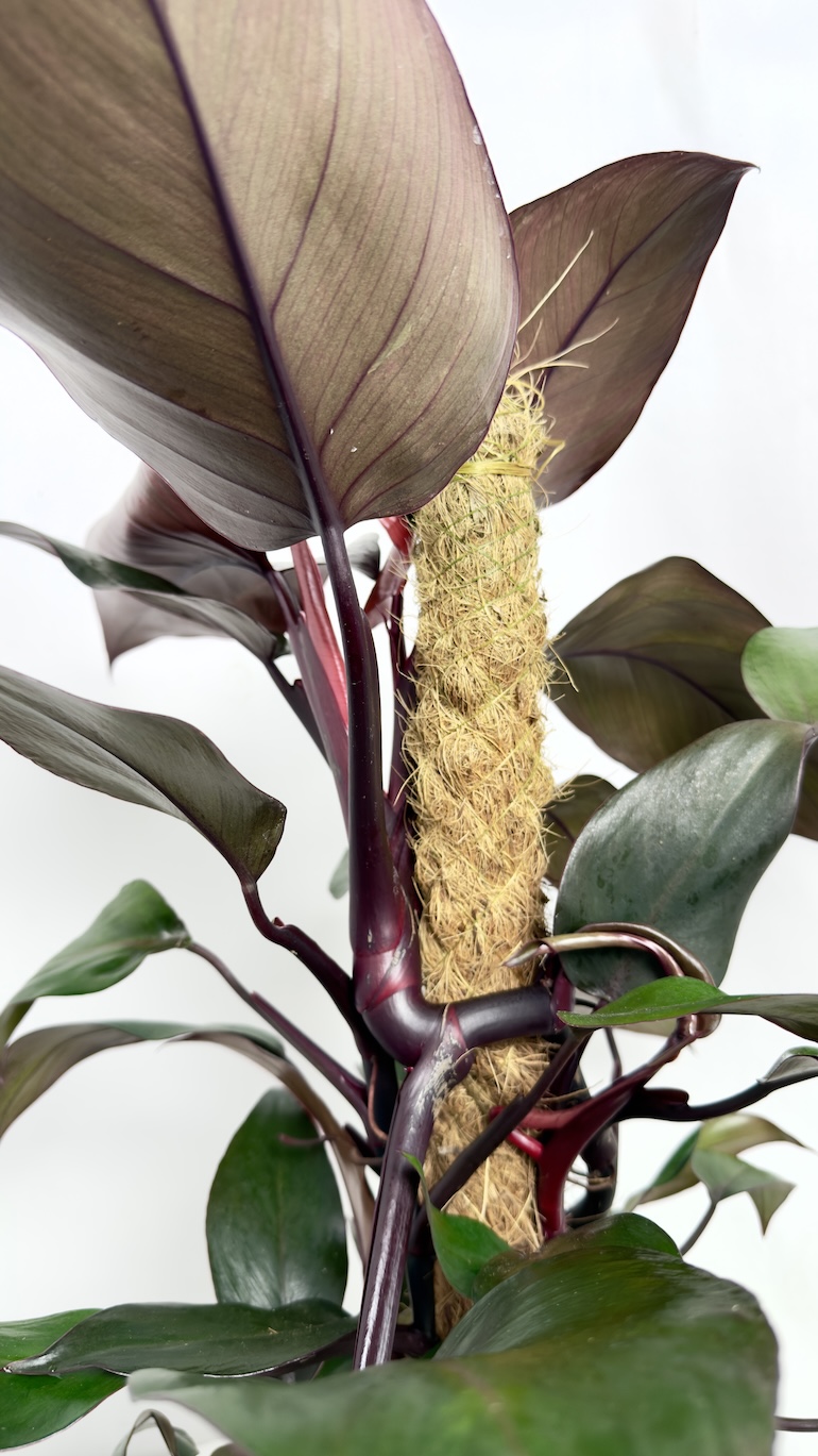 Philodendron New Red