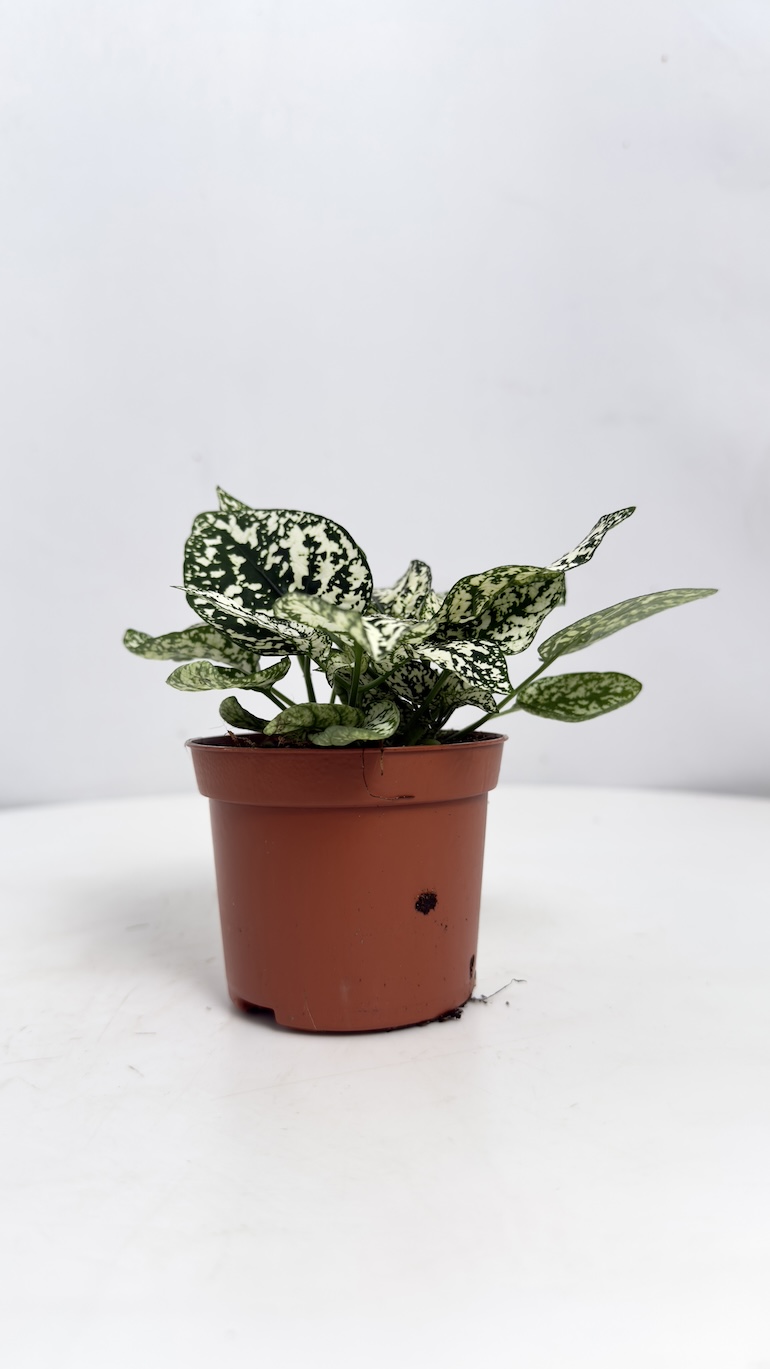 Hypoestes White
