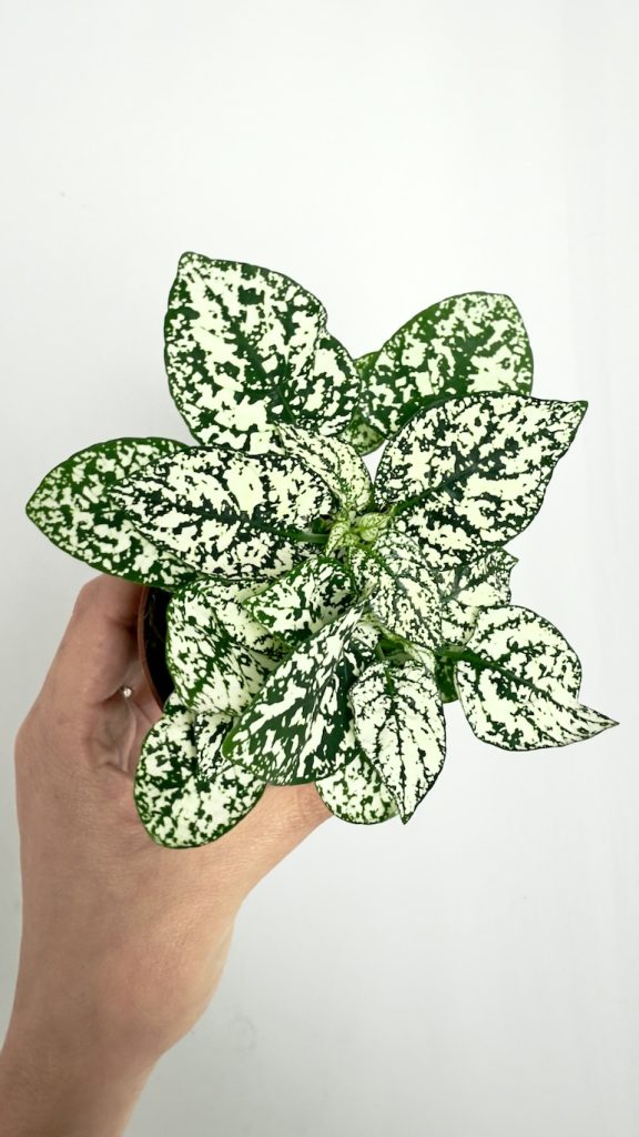 hypoestes biały