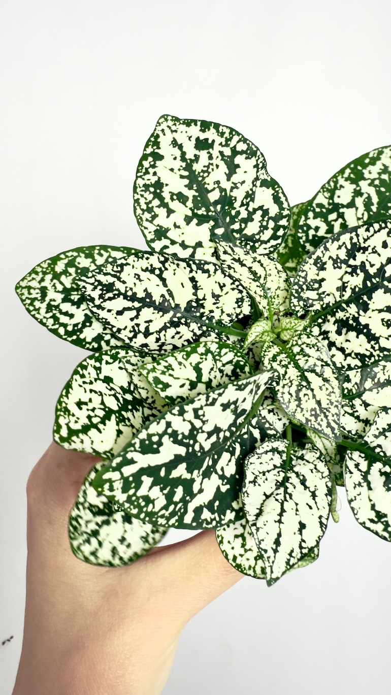 Hypoestes White