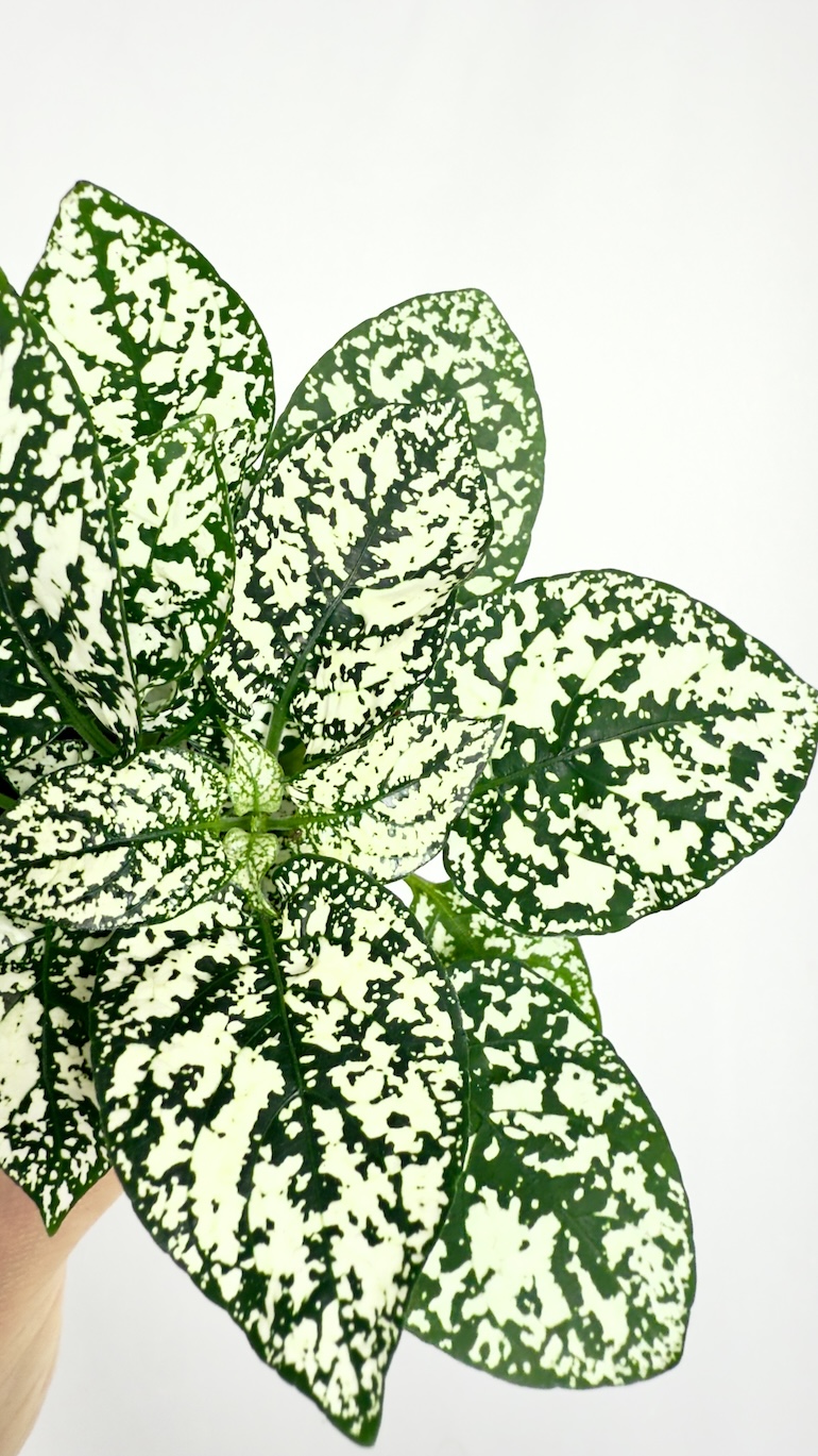 Hypoestes White