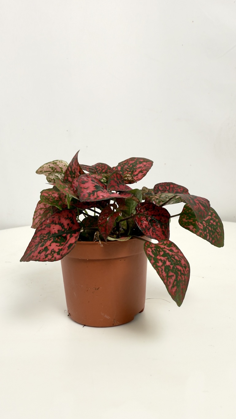 Hypoestes Confetti Compact Red