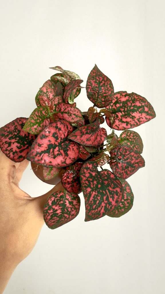 hypoestes