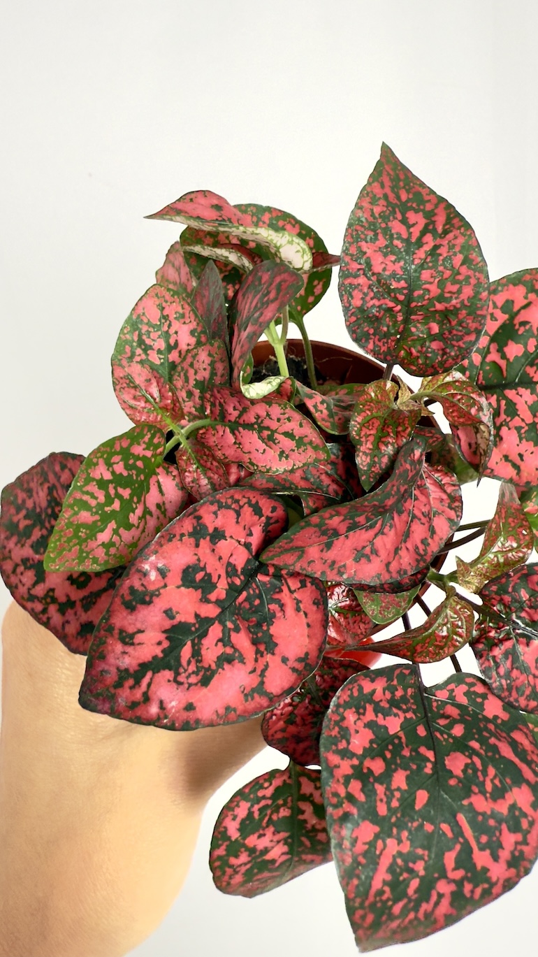 Hypoestes Confetti Compact Red