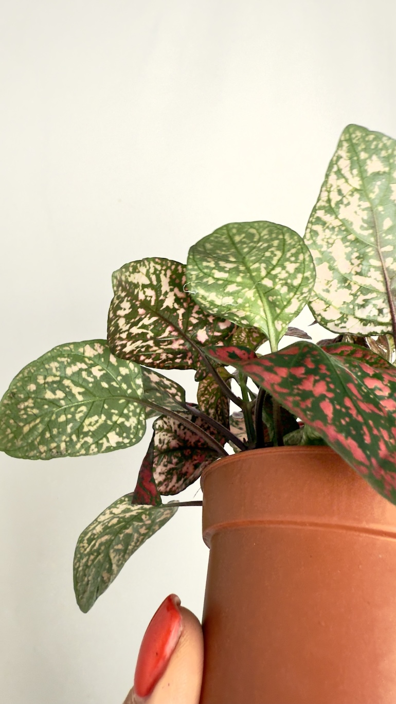 Hypoestes Confetti Compact Red