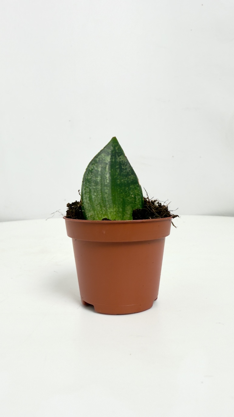 Sansevieria Ehrenedel