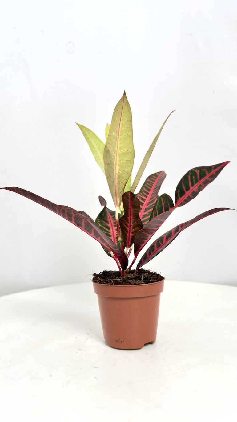 Codiaeum Variegatum Nervia