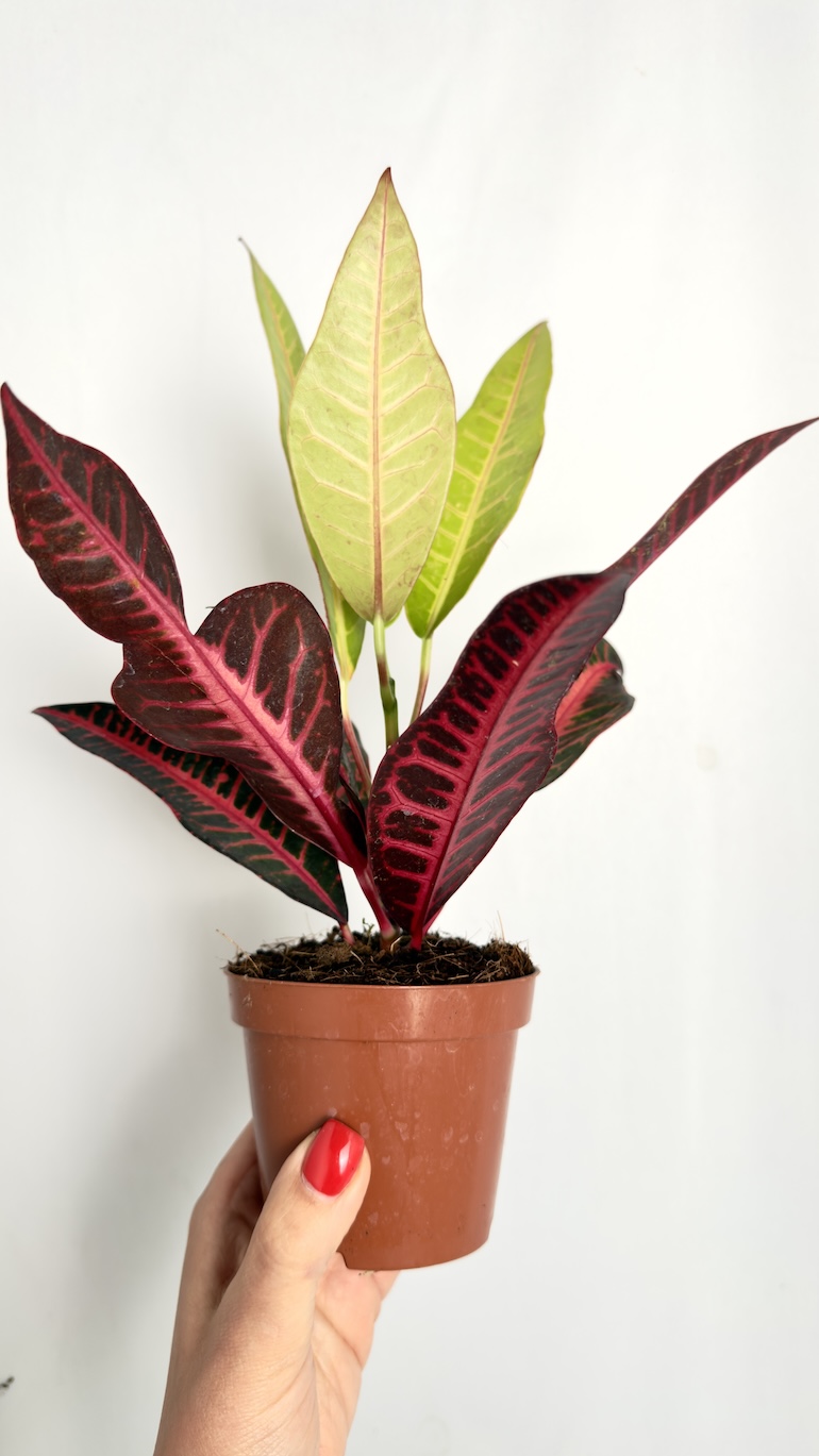 Codiaeum Variegatum Nervia