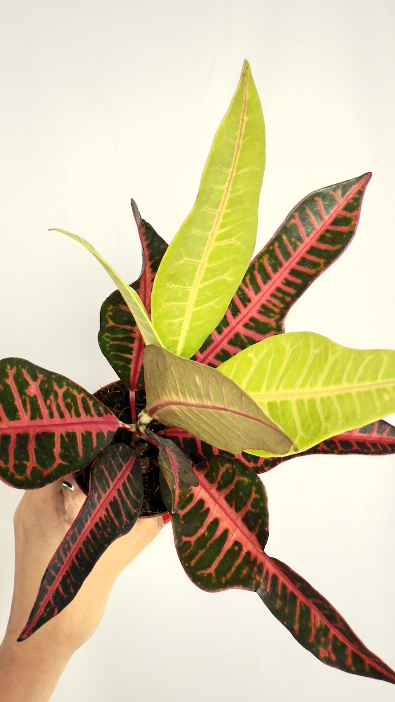 Codiaeum Variegatum Nervia