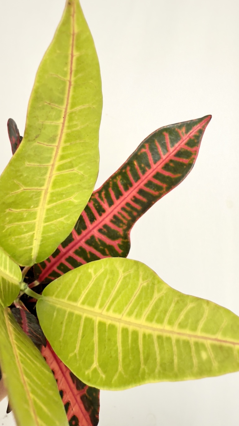 Codiaeum Variegatum Nervia