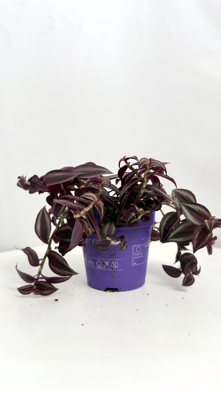 Tradescantia Zebrina Purpusii