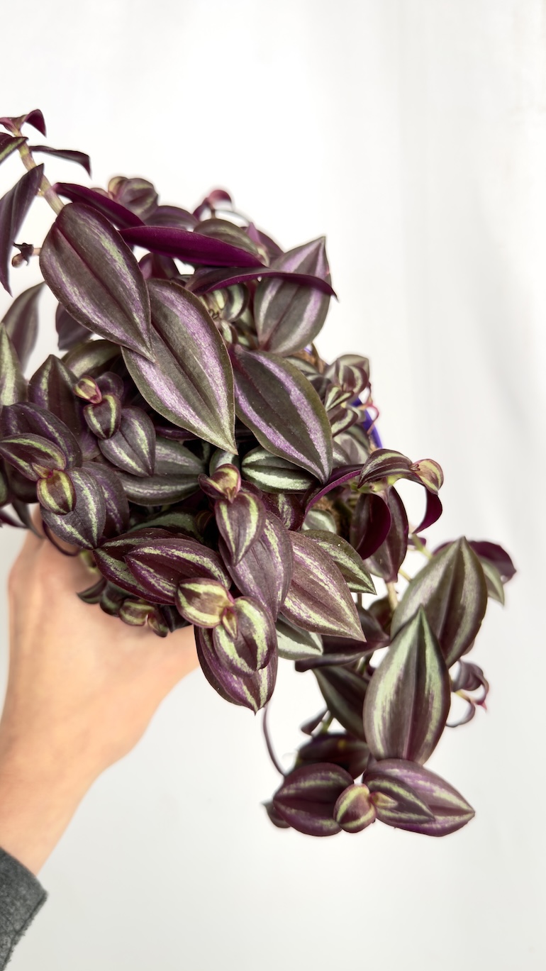 Tradescantia Zebrina Purpusii
