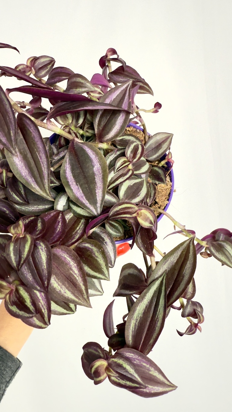 Tradescantia Zebrina Purpusii