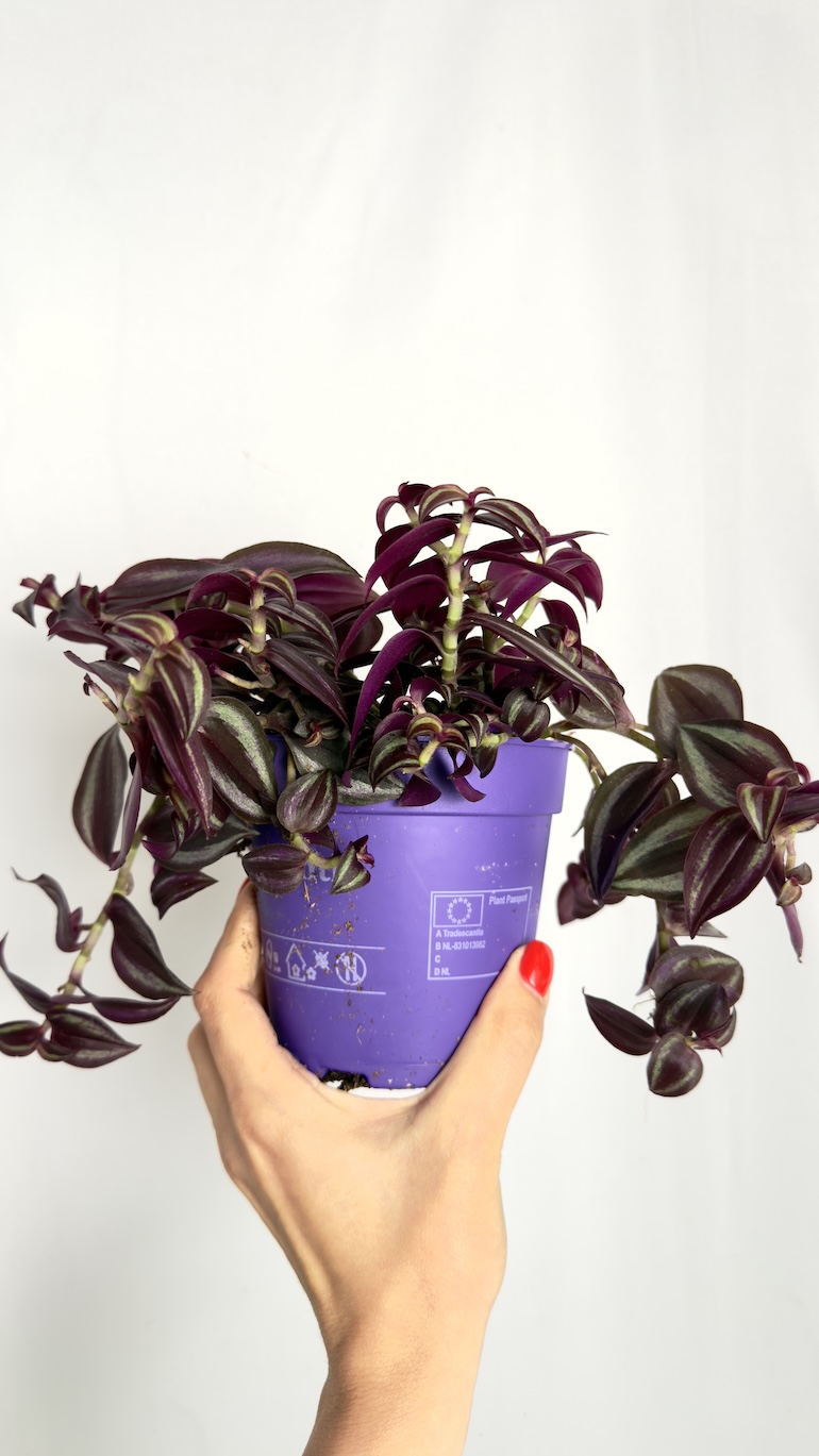 Tradescantia Zebrina Purpusii