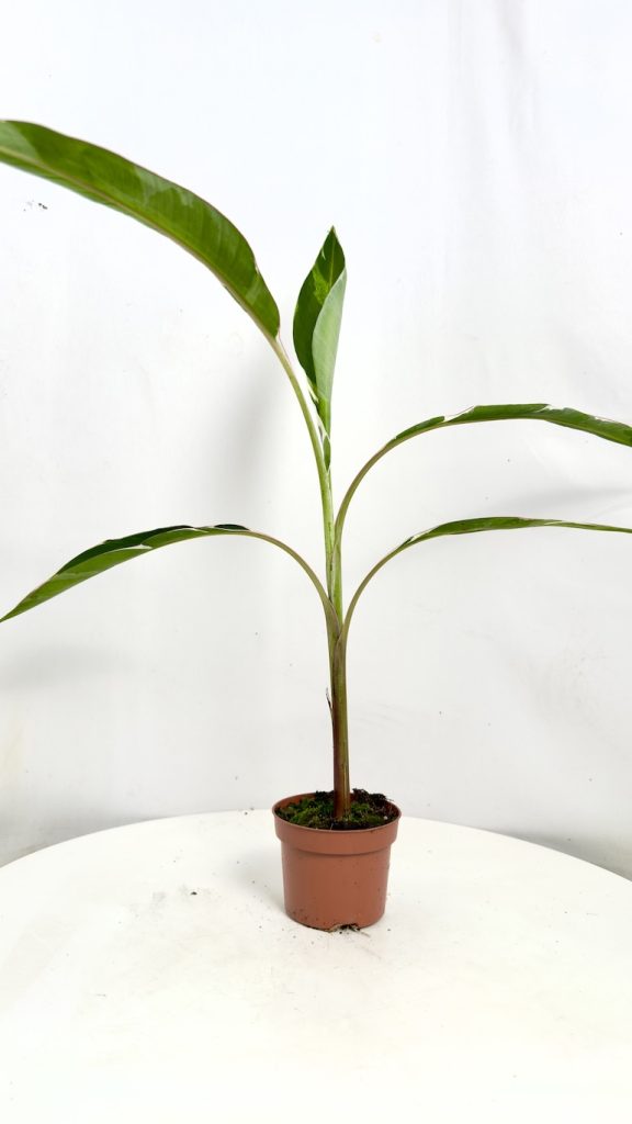 Musa Florida Variegata