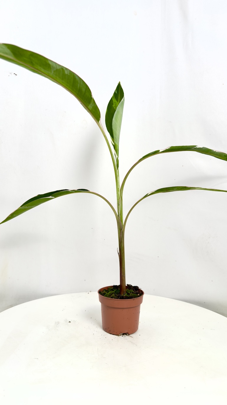 Musa Florida Variegata
