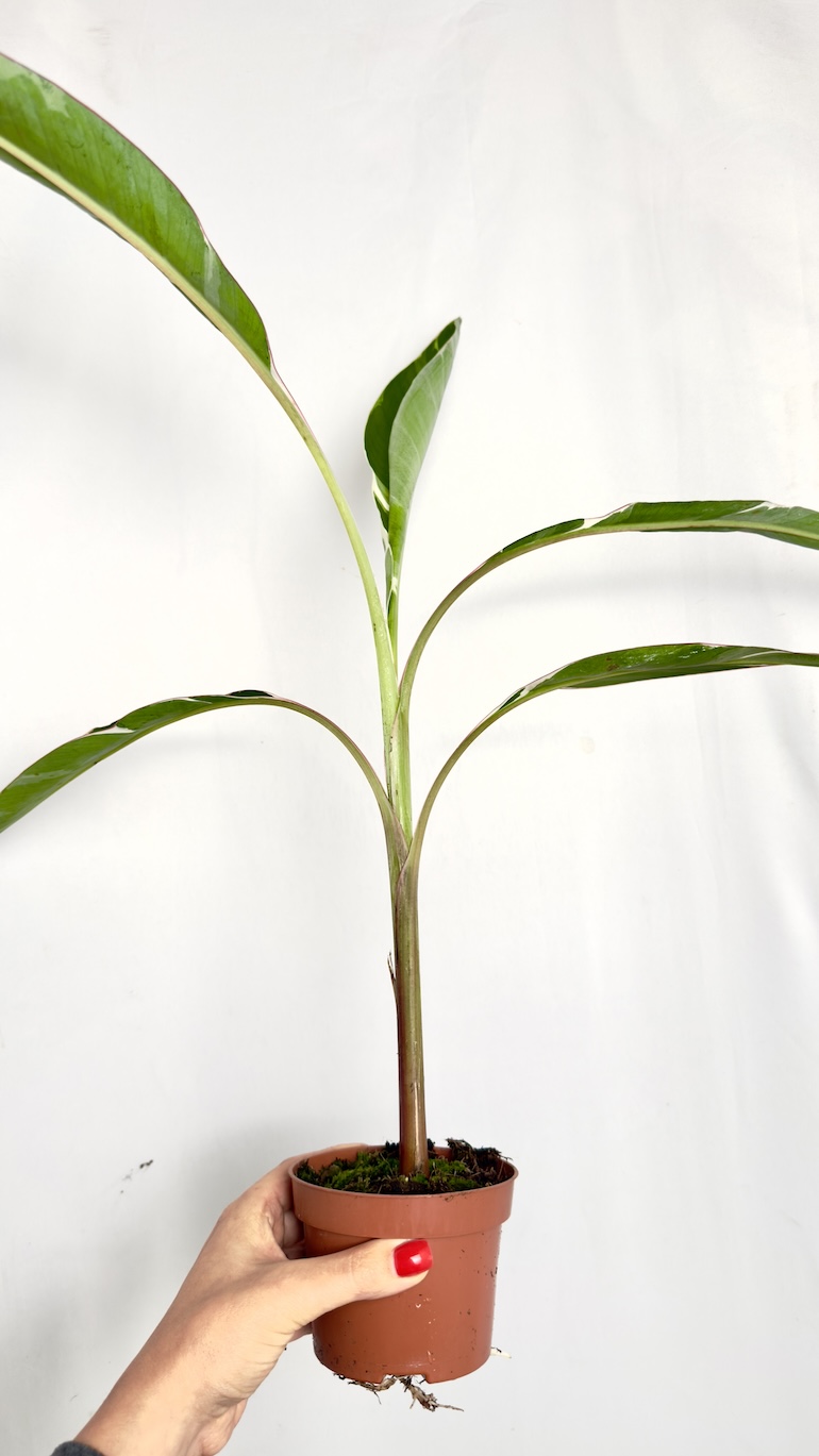 Musa Florida Variegata