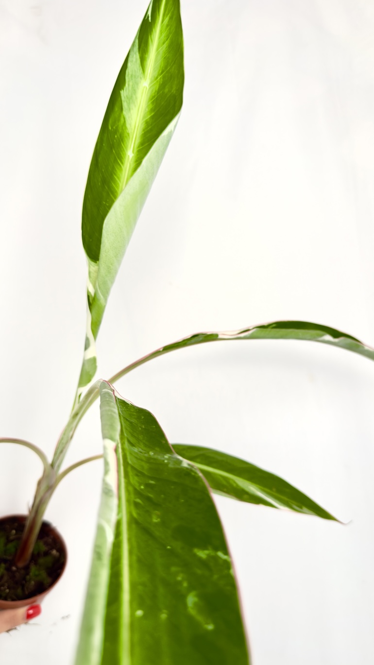 Musa Florida Variegata