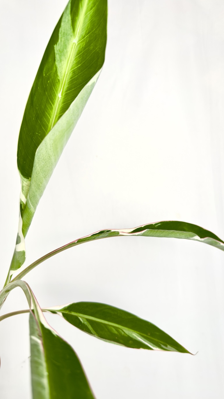 Musa Florida Variegata