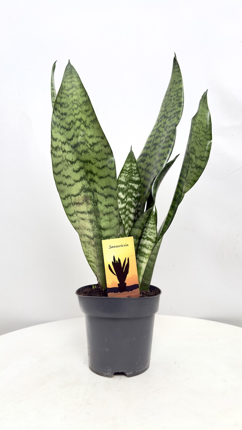 Sansevieria Aubrytiana Dragon