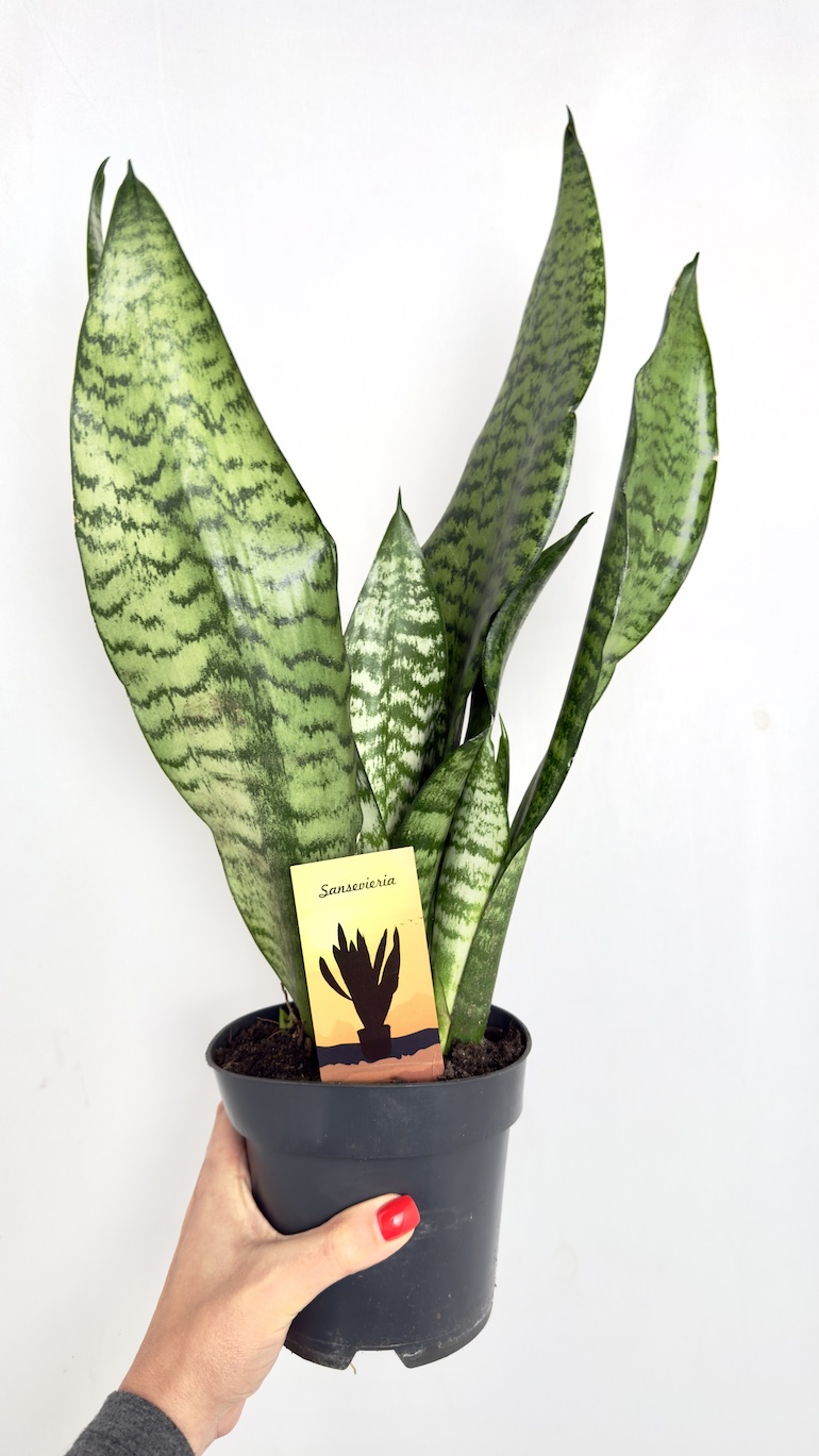 Sansevieria Aubrytiana Dragon
