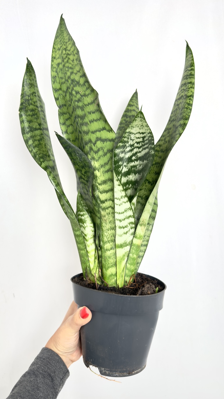 Sansevieria Aubrytiana Dragon