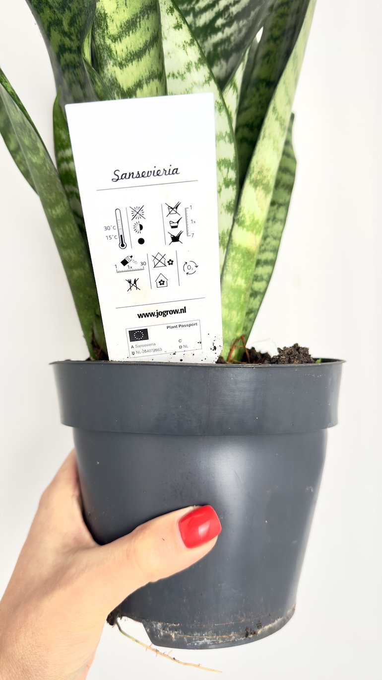 Sansevieria Aubrytiana Dragon