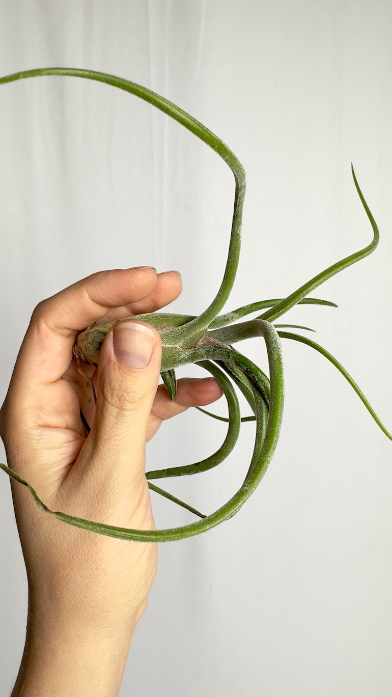 Tillandsia caput medusa