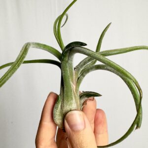Tillandsia caput medusa