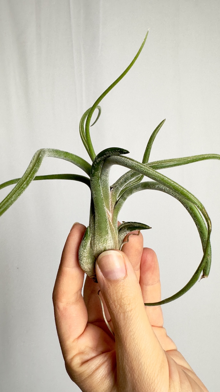 Tillandsia caput medusa
