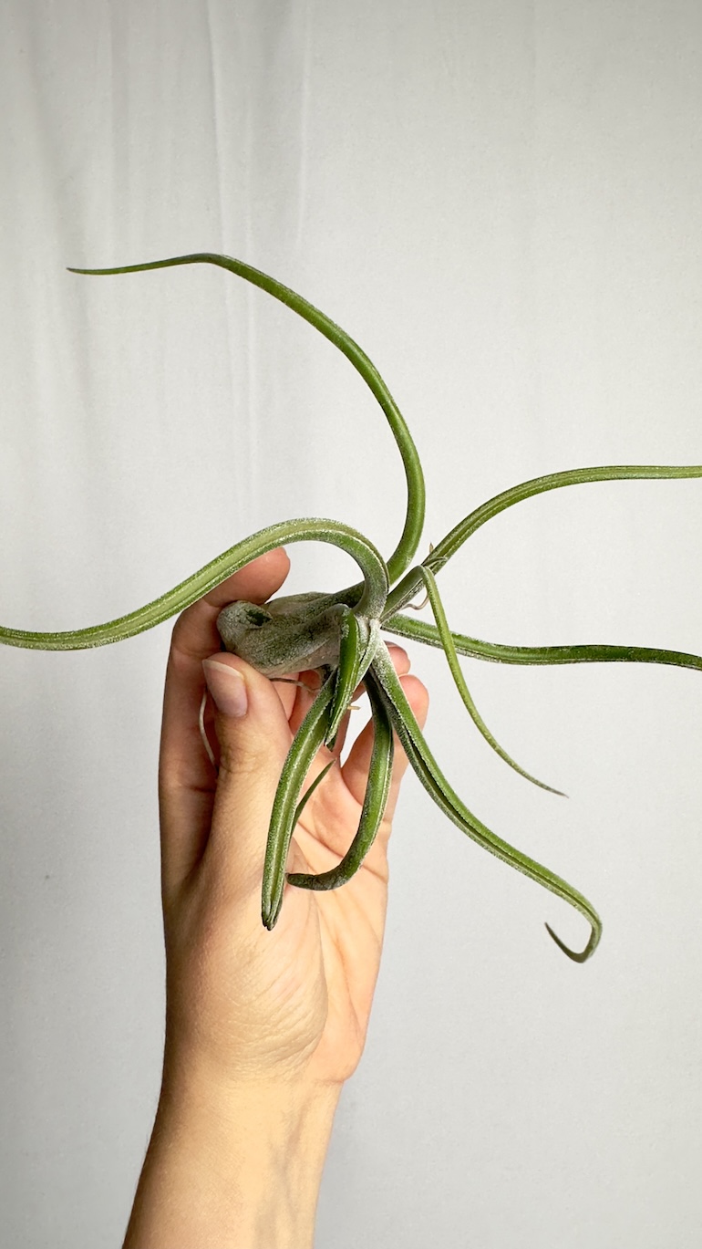 Tillandsia caput medusa