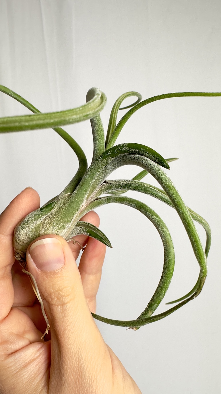 Tillandsia caput medusa