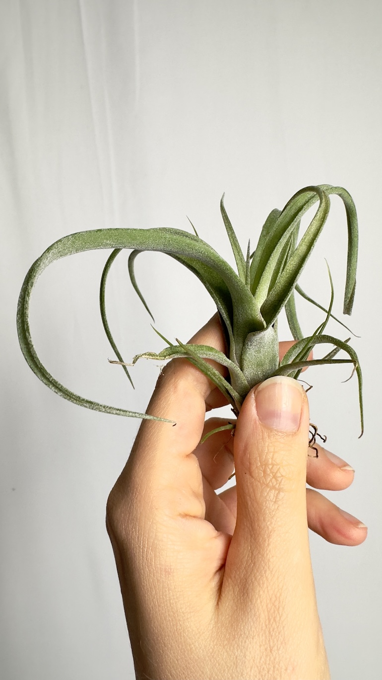 Tillandsia Curly Slim
