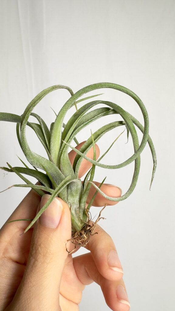 Tillandsia Curly Slim