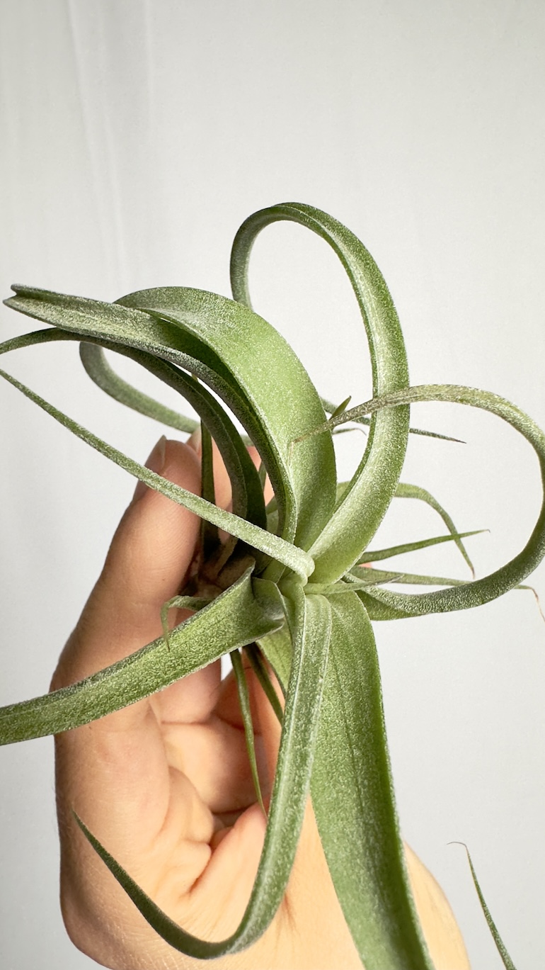 Tillandsia Curly Slim