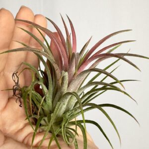 Tillandsia lonantha Rubra Intens Red