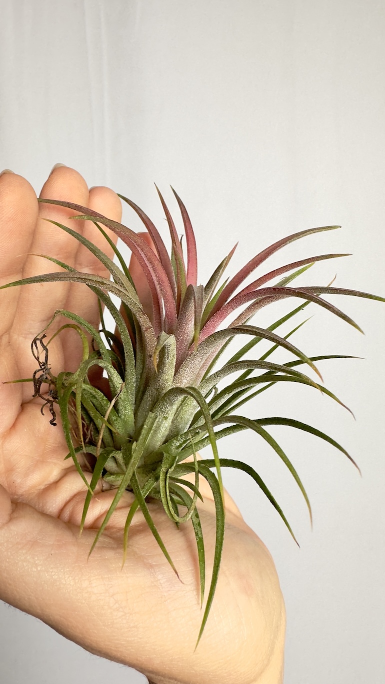 Tillandsia lonantha Rubra Intens Red