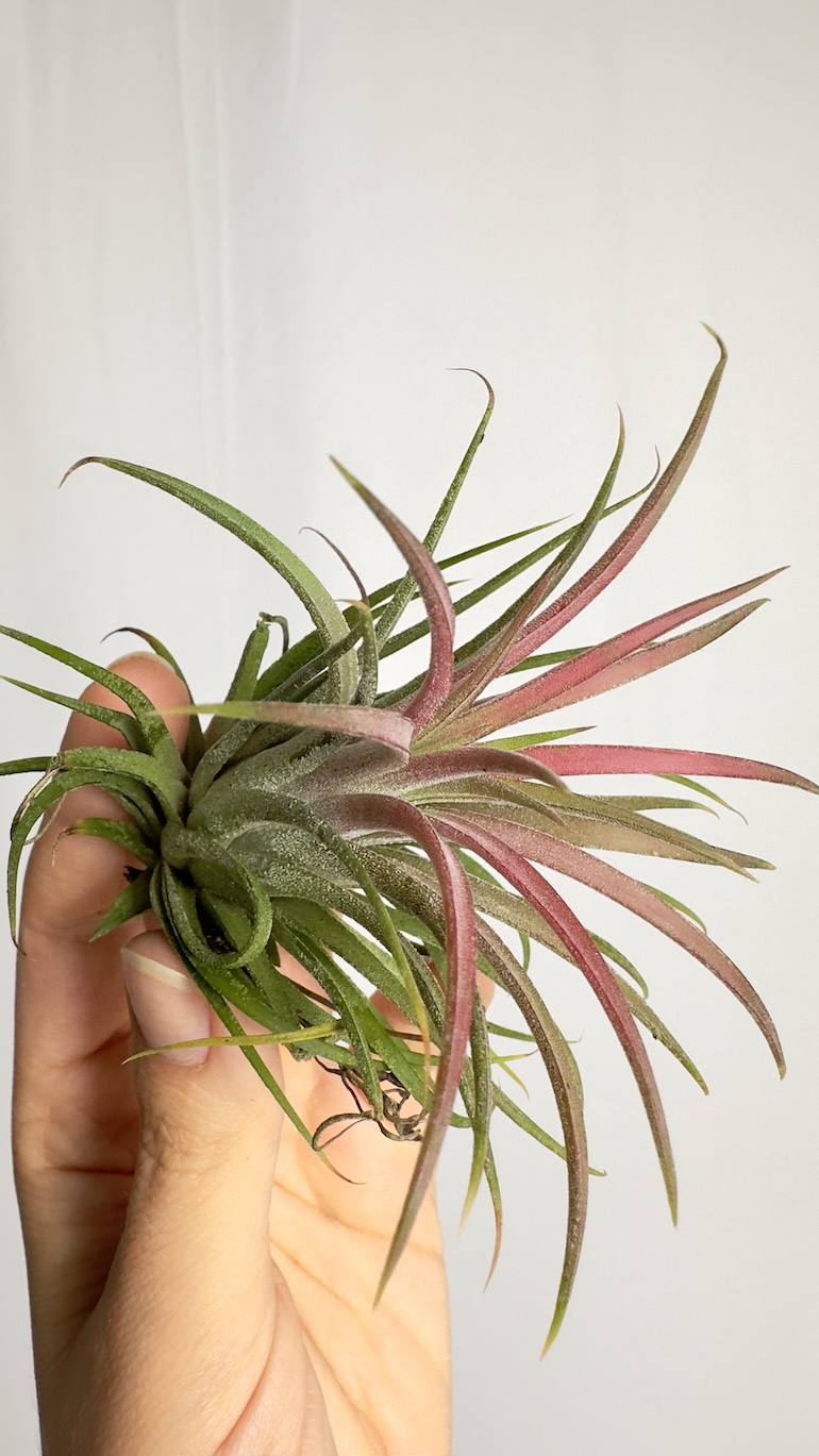 Tillandsia lonantha Rubra Intens Red