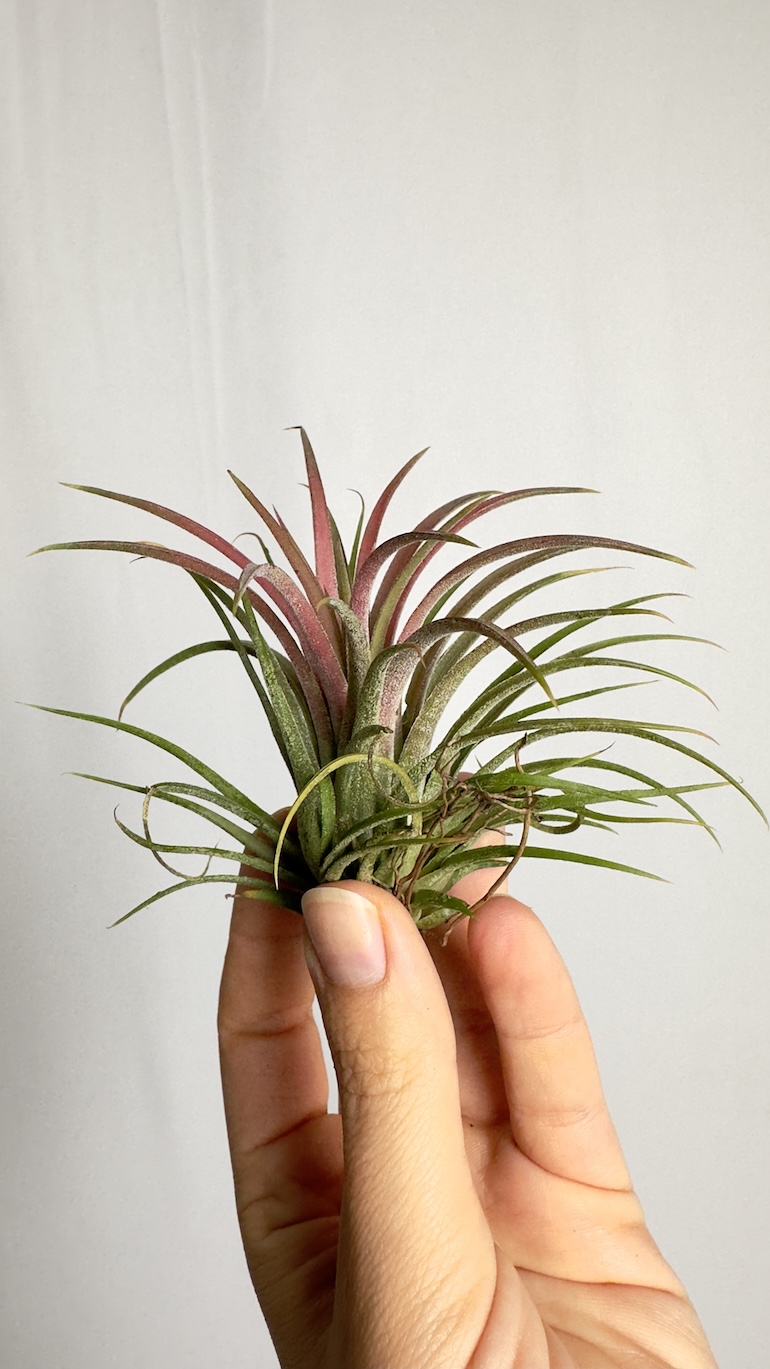 Tillandsia lonantha Rubra Intens Red