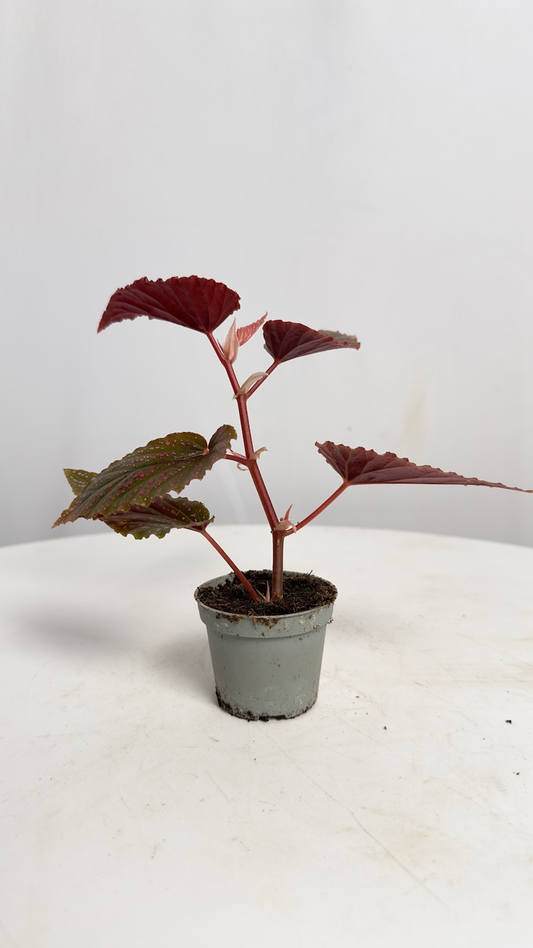 Begonia Maculata Pink Spot