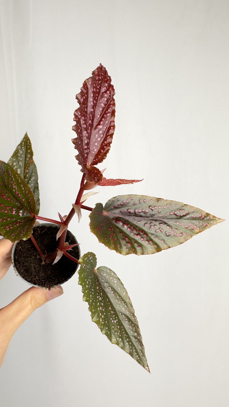 Begonia Maculata Pink Spot